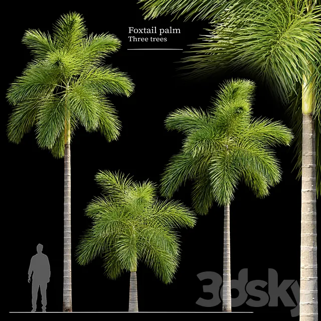 Foxtail palm 3ds Max