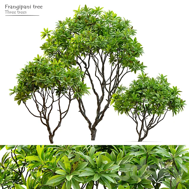 Frangipani tree 3ds Max