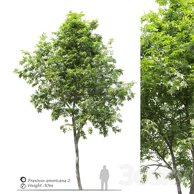 Fraxinus americana (White ash) 2 3DS Max Model