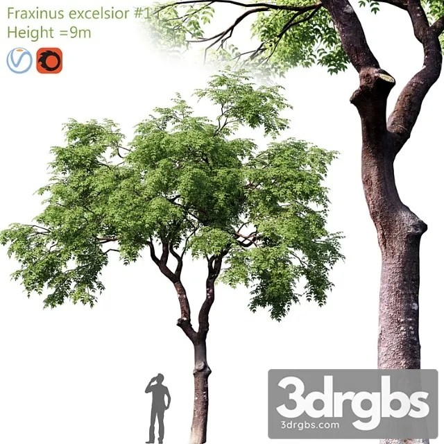 Fraxinus Excelsior 1 3dsmax Download