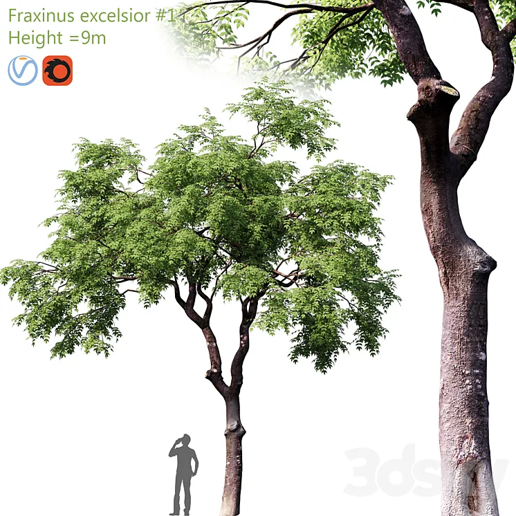 Fraxinus excelsior # 1 3DS Max