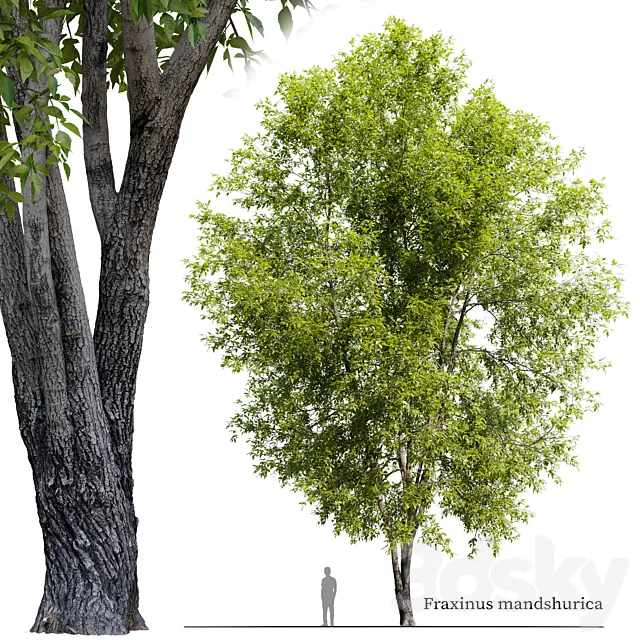 Fraxinus mandshurica 2 3DS Max Model