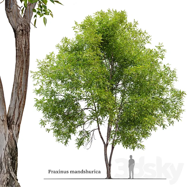 Fraxinus mandshurica 3DS Max Model