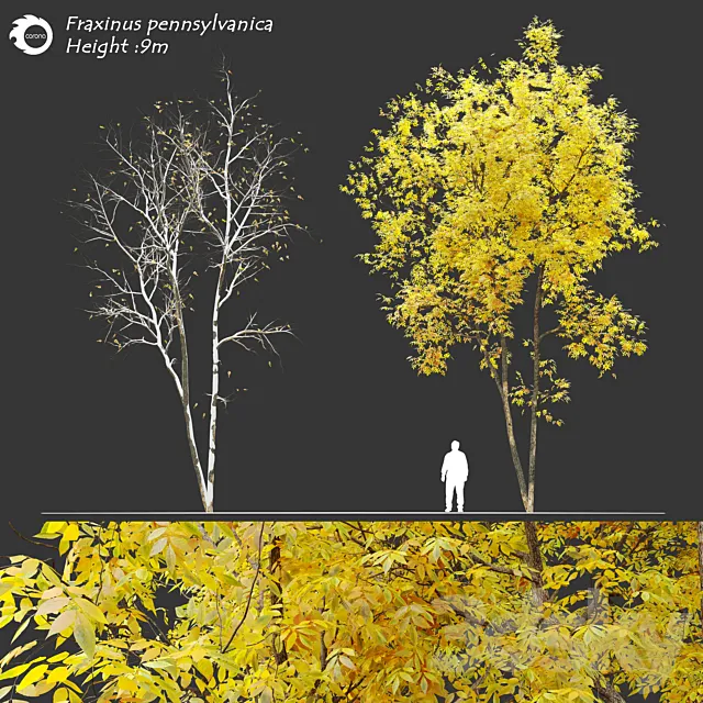 Fraxinus pennsylvanica (Ash tree) 3DSMax File