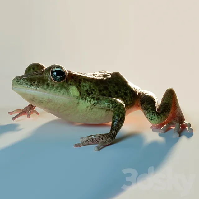 Frog 3DS Max Model