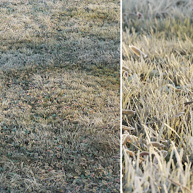 Frosty grass 3DS Max
