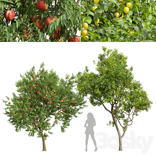 fruit tree-Prunus Salicina Plum Pflaume and Amygdalus Persica Peach 3ds Max