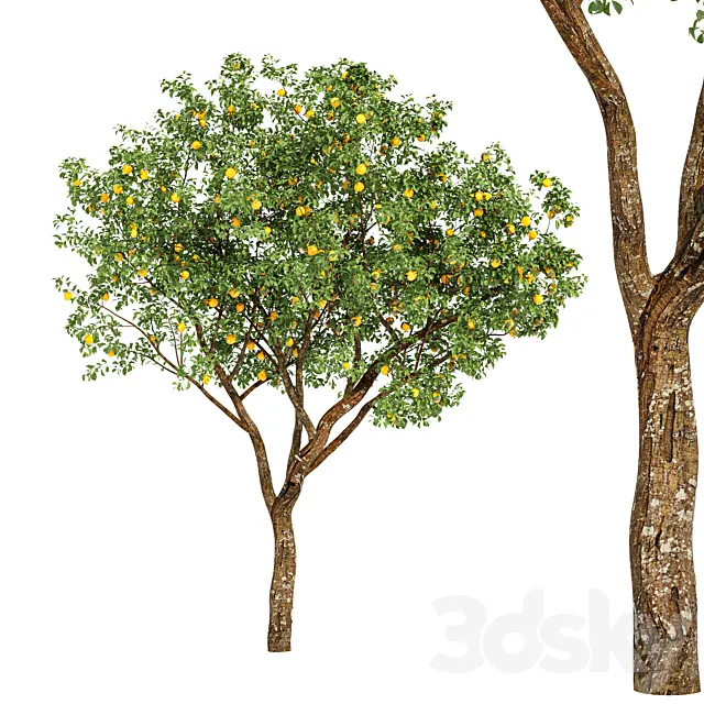 fruit trees-orange 3DS Max Model