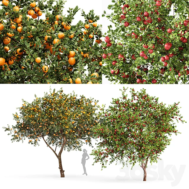 fruit trees orange and apple 3ds Max