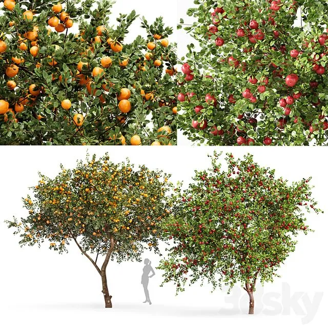 Fruit trees orange and apple 3dsMax Model