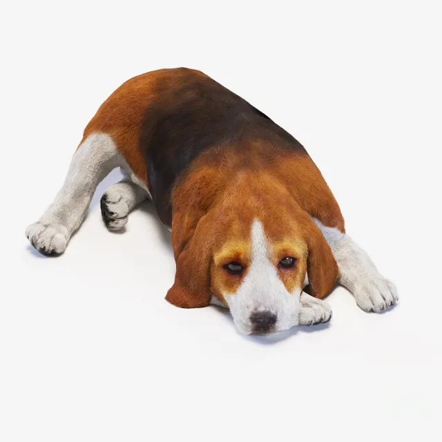 furniture – Dog puppy beagle 5 3ds Max