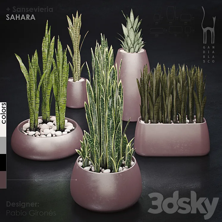 Gandiablasco – SAHARA – Sansevieria 3DS Max