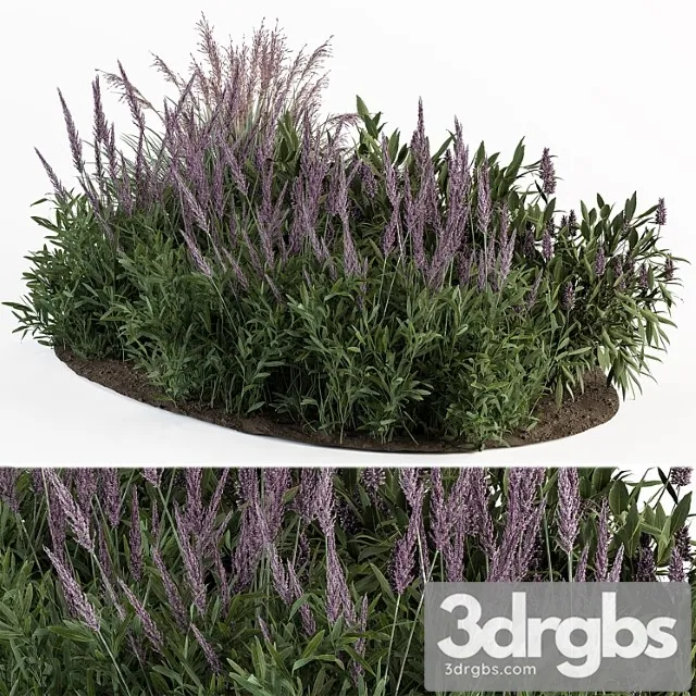 Garden set lavender bush plants – outdoor plants set 413