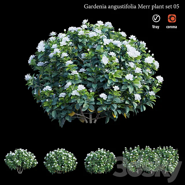 Gardenia angustifolia Merr plant set 05 3ds Max