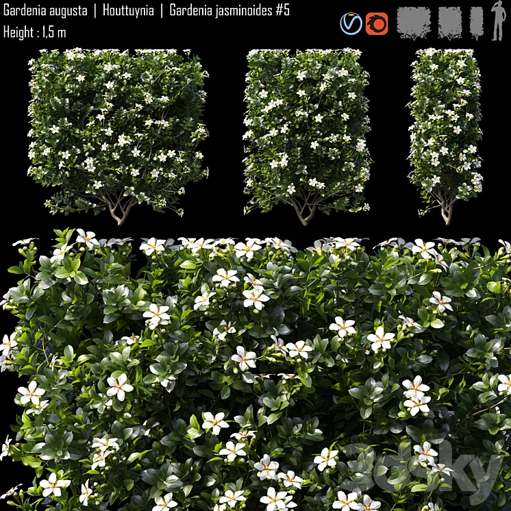 Gardenia augusta | Houttuynia | Gardenia jasminoides # 5 3DS Max