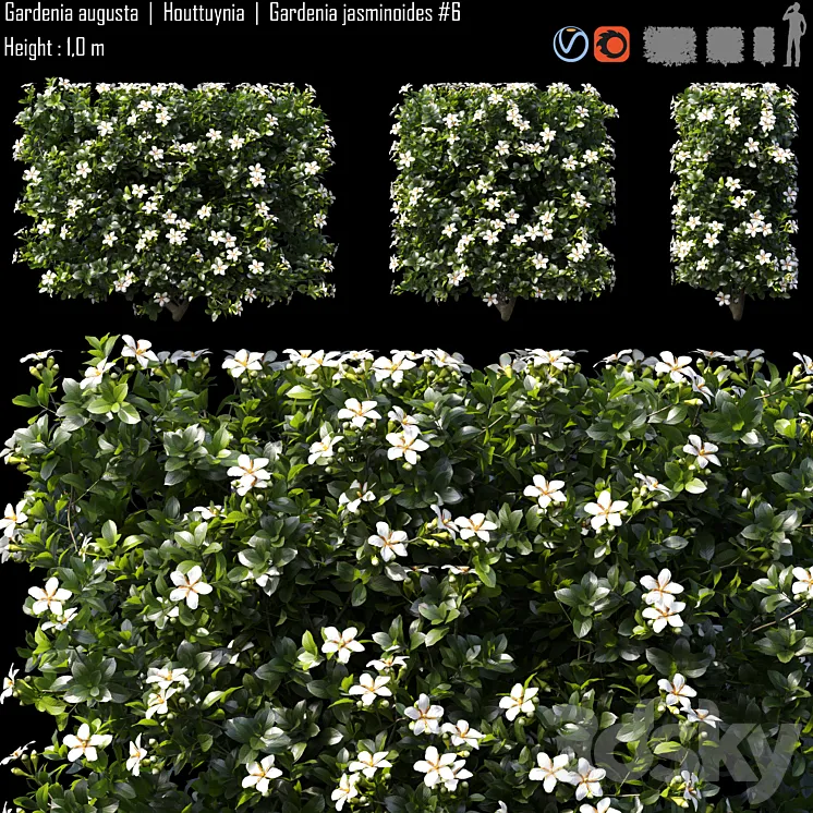 Gardenia augusta | Houttuynia | Gardenia jasminoides # 6 3DS Max