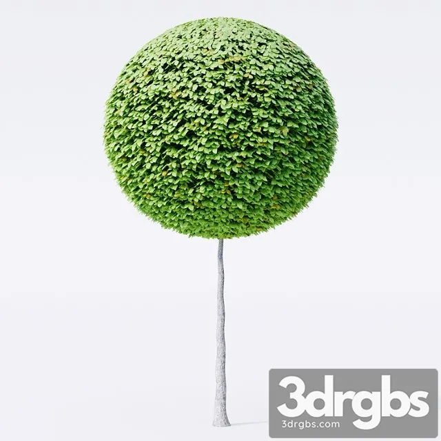 Geometric topiary trees