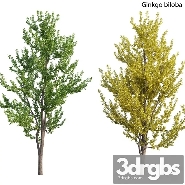 Ginkgo biloba