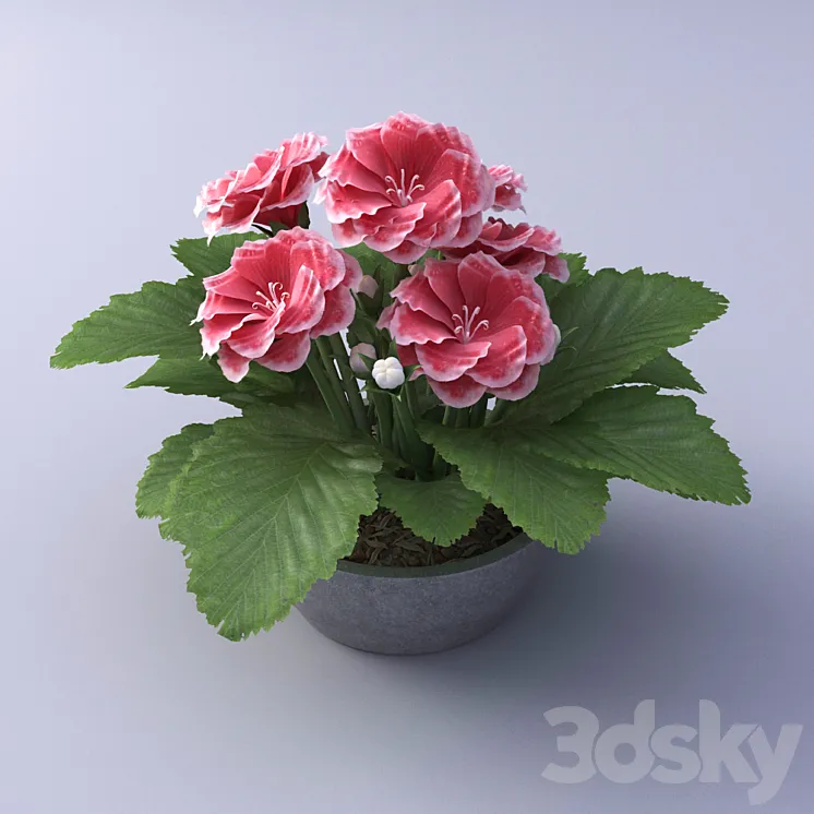 Gloxinia Flower in a pot 3DS Max