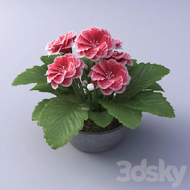 Gloxinia Flower in a pot 3DSMax File