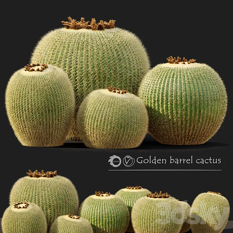 Golden barrel cactus_2 3DS Max Model