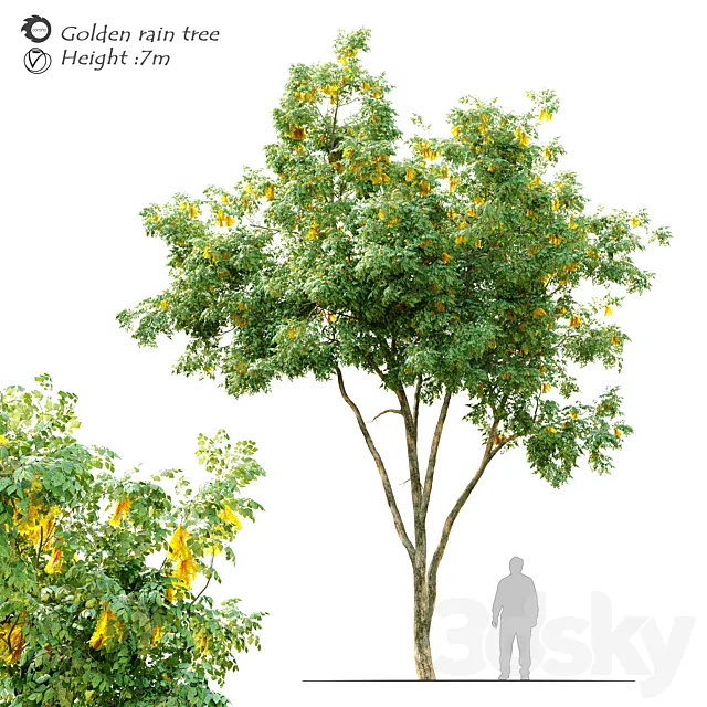 Golden rain tree_2 3ds Max