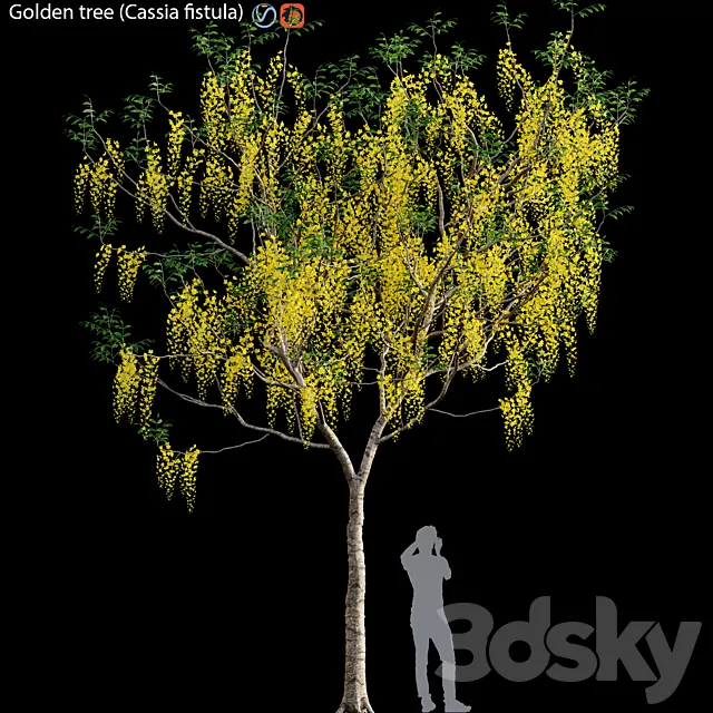 Golden tree (Cassia fistula) # 3 3DS Max Model