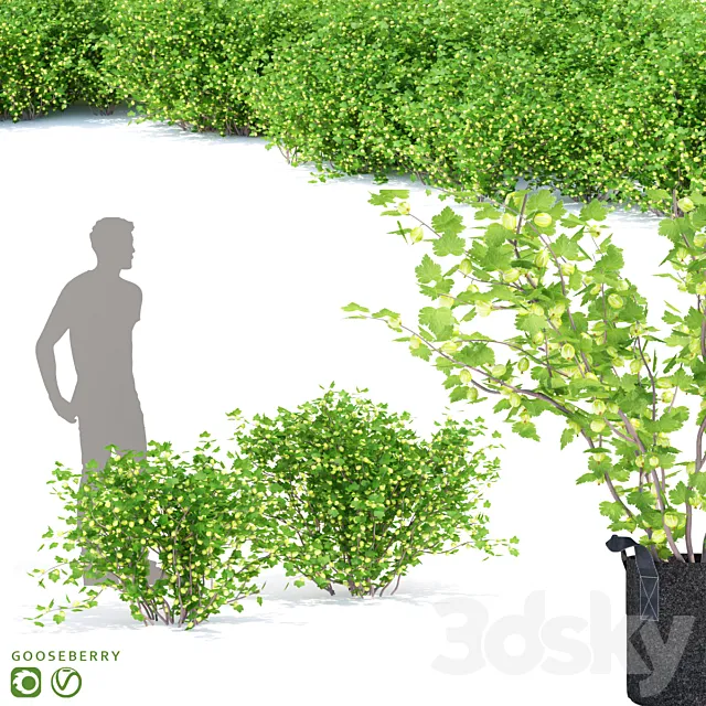 Gooseberry bushes | Gooseberry 3DS Max Model