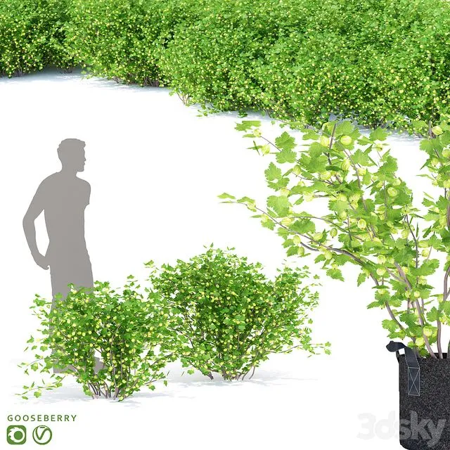 Gooseberry bushes Gooseberry 3dsMax Model