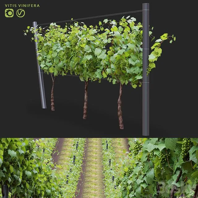 Grapes cultivated Vitis vinifera 3dsMax Model