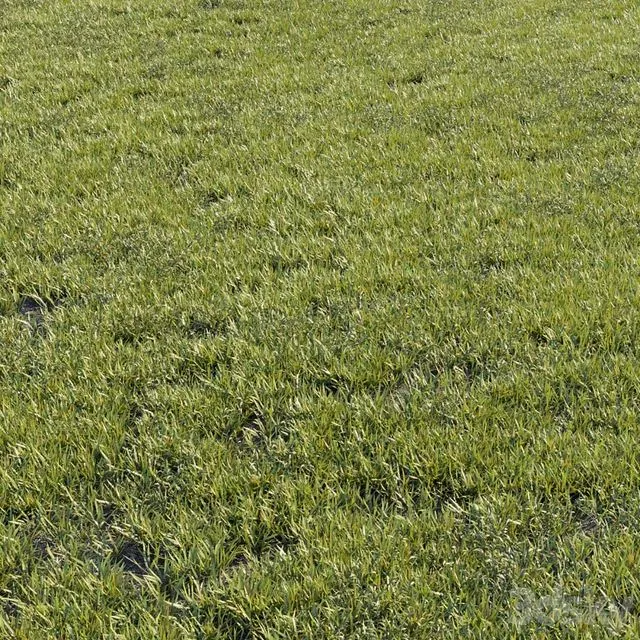 Grass kit 1 3dsMax Model