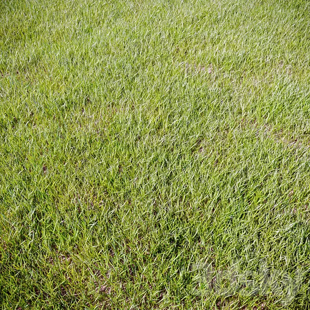 Grass_for_landscaping 3ds Max