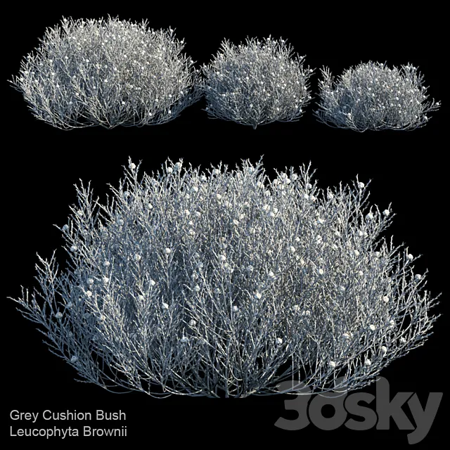 Gray Cushion bush | Leucophyta Brownii 3ds Max