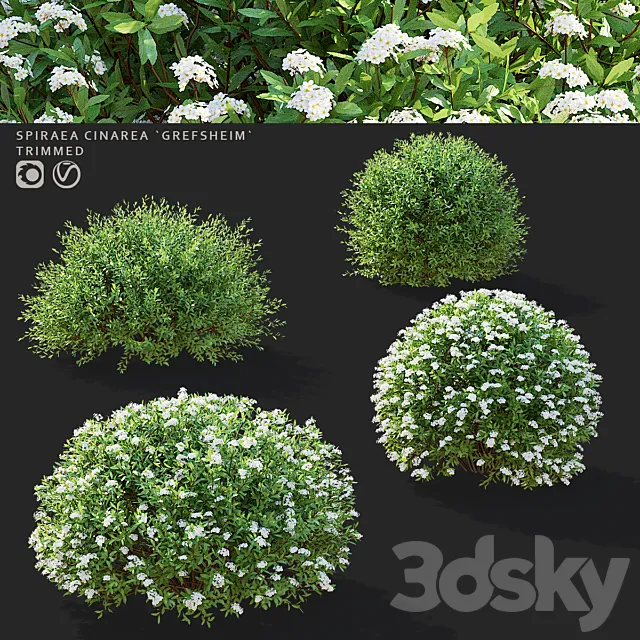 Gray spirea trimmed bushes | Spiraea cinerea grefsheim 3ds Max