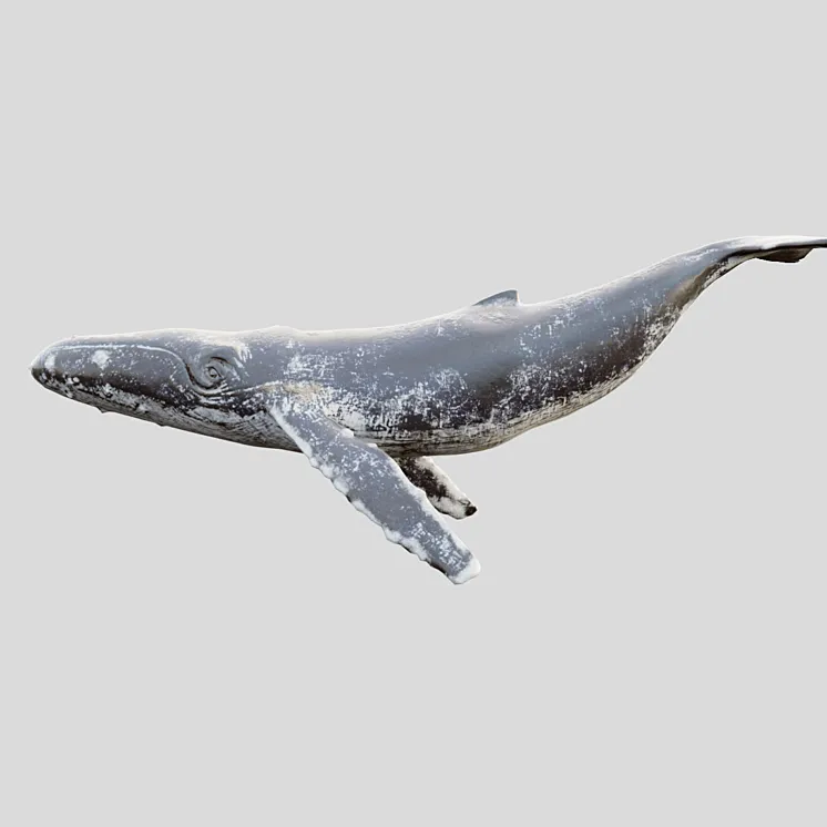 Gray_whale 3DS Max Model