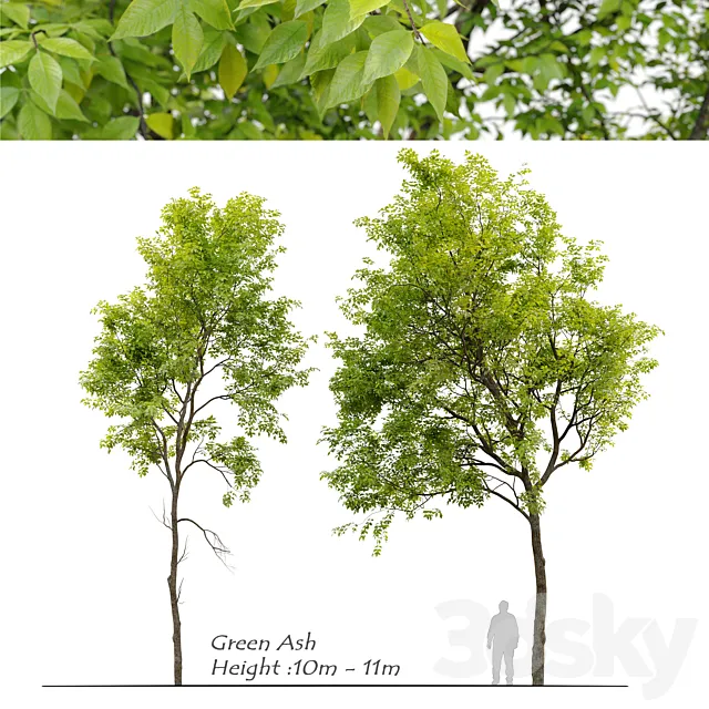 Green Ash (Fraxinus pennsylvanica) _3 3ds Max