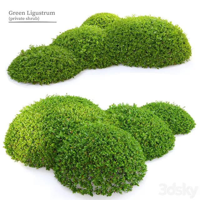Green Ligustrum 3dsMax Model