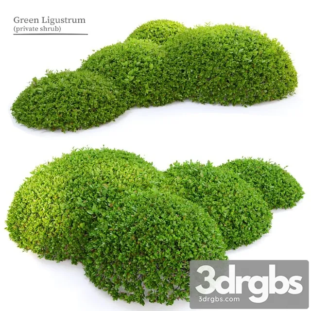 Green ligustrum