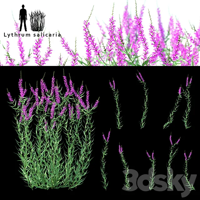 Green stalk flowers | Lythrum salicaria 3ds Max