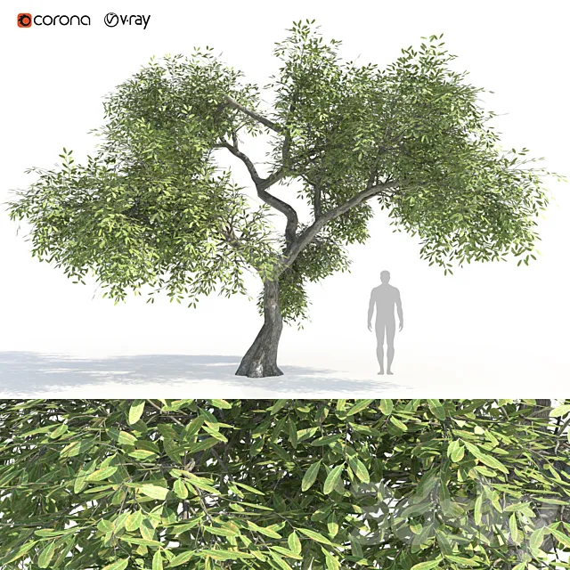Green tree 2 3DSMax File