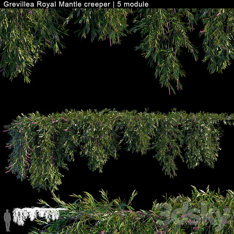Grevillea Royal Mantle creeper | 5 module 3DS Max