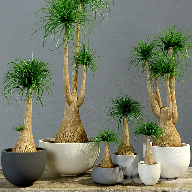 Group Bokarneya palms (Beaucarnea) 3ds Max