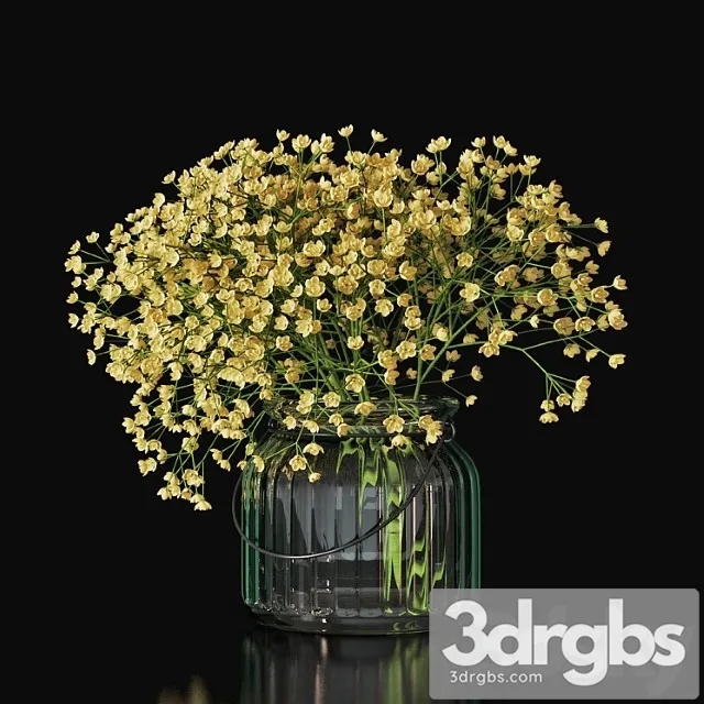 Gypsophila 03