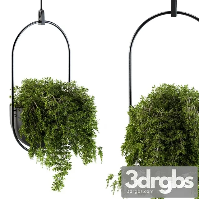 Hanging box plant – set 83