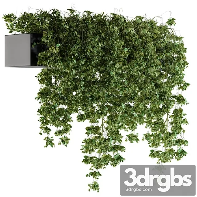 Hanging Ivy Plants In Pot 3dsmax Download