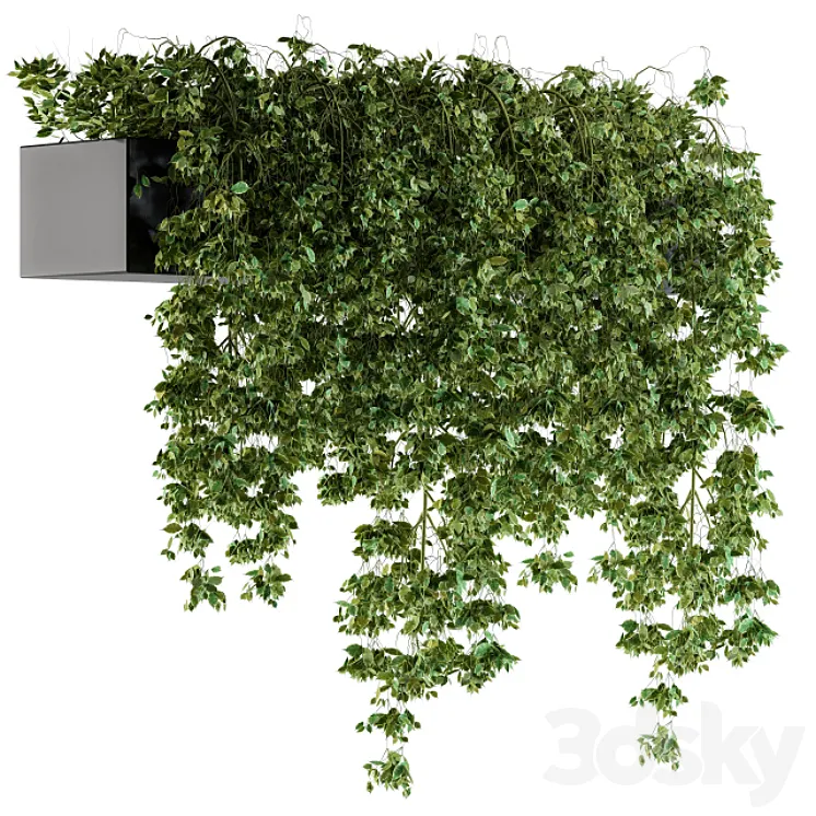 Hanging ivy Plants in Pot 3DS Max