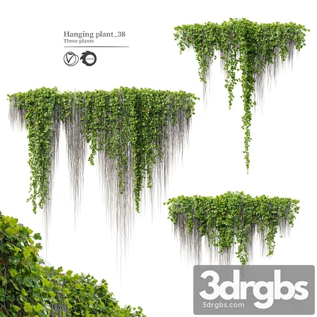 Hanging plant 38