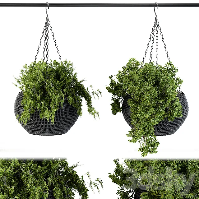 Hanging plant in black pot 3ds Max