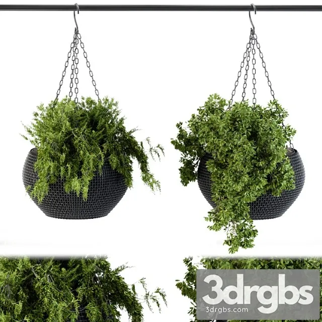 Hanging plant in black pot