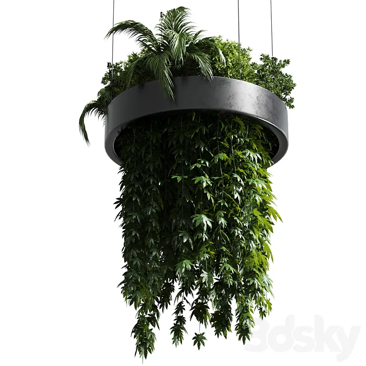 Hanging plant – indoor plant 292 3DS Max Model